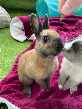 Adopter Chocolat et yuki