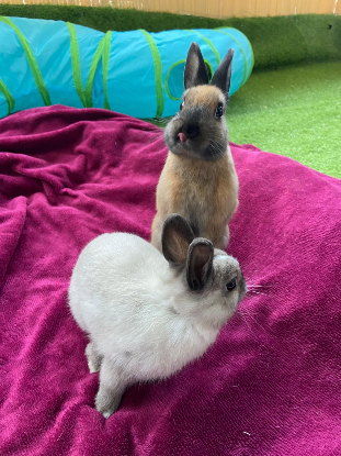 Adoption Chocolat et yuki