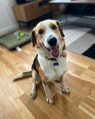 Adopter  chien : Zyggi