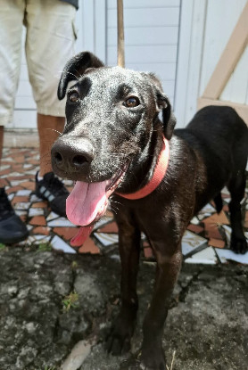 Adopter  chien : Dusty