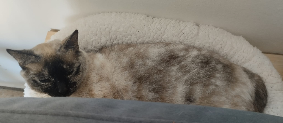 Adoption Alma
