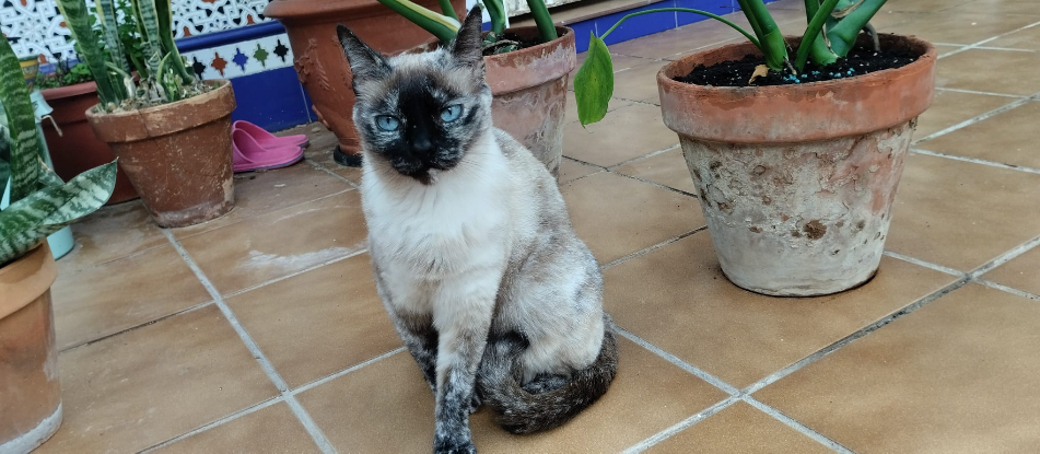 Adoption Alma