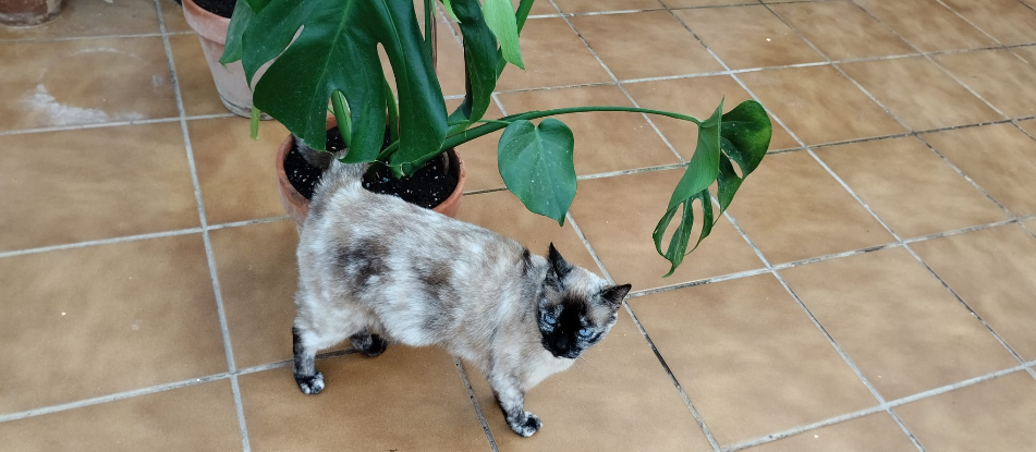 Adoption Alma