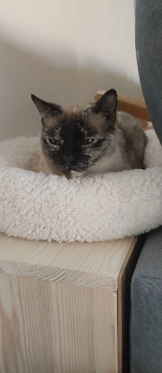 Adoption Alma