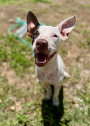 Adopter  chien : Neo