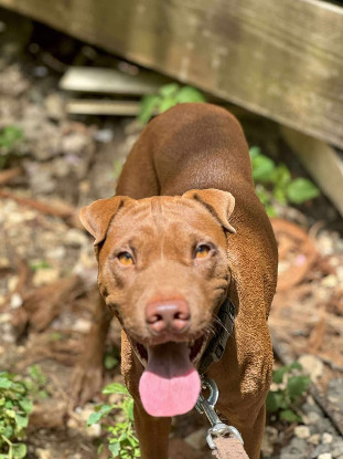 Adopter  chien : Pollux