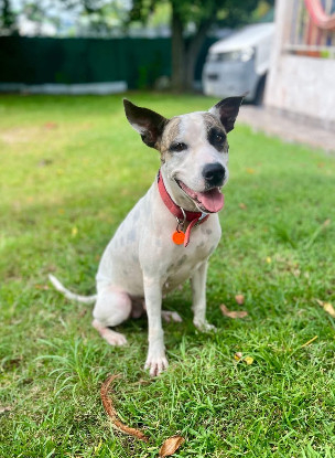 Adopter  chien : Hanae