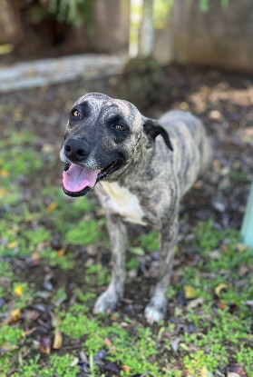 Adopter  chien : Donna