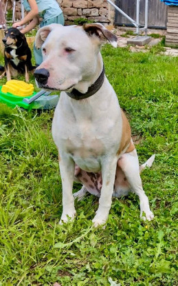 Adopter  chien : Romy