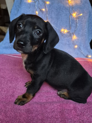 Adopter  chien : Othello