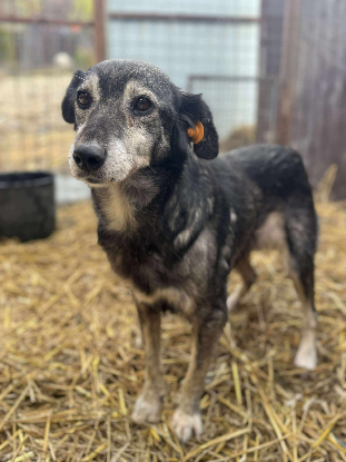 Adopter  chien : Nixie