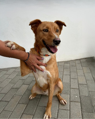 Adopter  chien : Thor