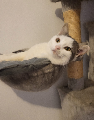 Adopter  chat : ALANA