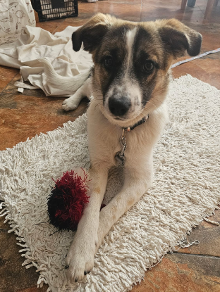 Adopter  chien : Nisha