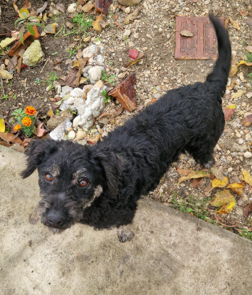 Adopter  chien : Xinna