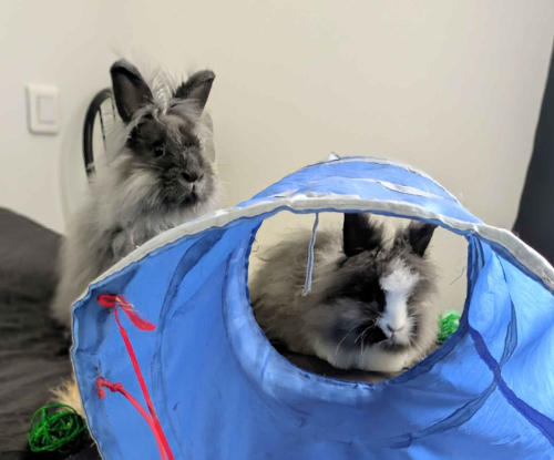 Adopter  lapin : Kissa & Devine