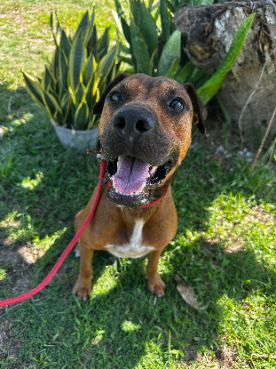 Adopter  chien : KRAKOW