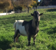 Adopter  animal de la ferme : Winston et Riquet