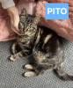 Adopter  chat : PITO