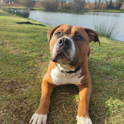 Adopter  chien : Nelson