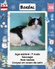 Adopter  chat : Boréal