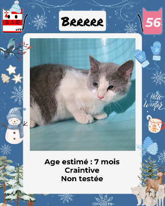 Adopter  chat : Brrrr