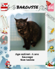 Adopter  chat : Barousse