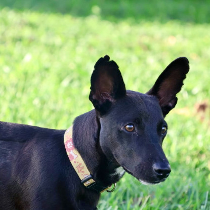 Adopter  chien : Ti Fenec