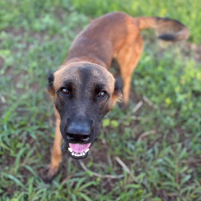 Adopter  chien : Jambo