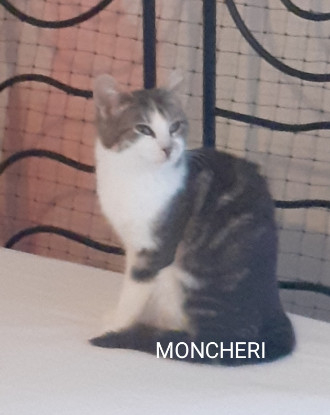 Adopter  chat : MONCHERI