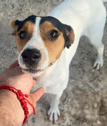 Adopter  chien : Ping