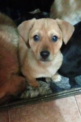 Adopter  chien : Oriana