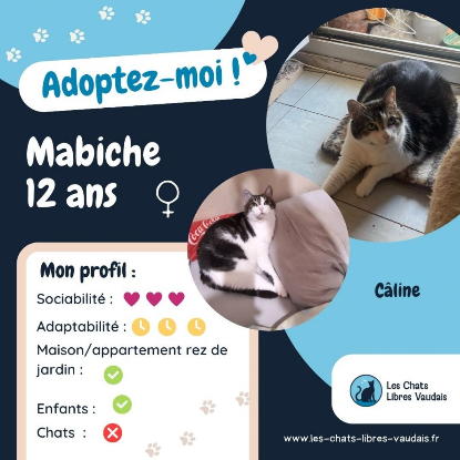 Adopter  chat : Mabiche