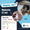 Adopter  chat : Mabiche