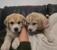 Adopter  chien : GINO et Livia