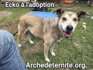 Adopter  chien : Ecko