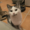 Adopter  chat : TOULOUSE