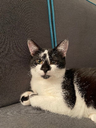 Adopter  chat : Raiu