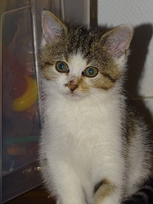 Adopter  chat : Perle