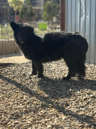 Adoption Cocoh