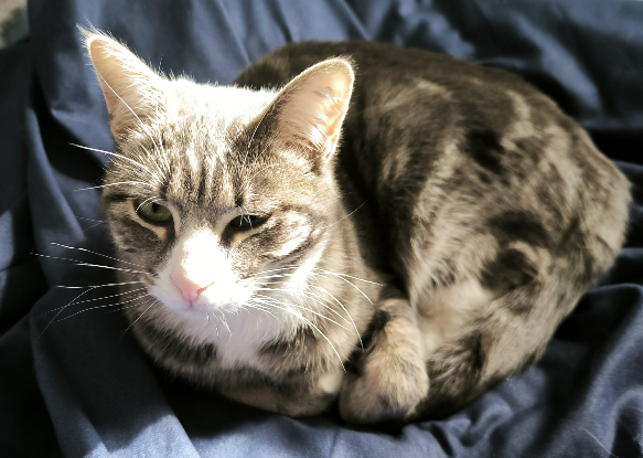 Adopter Niger