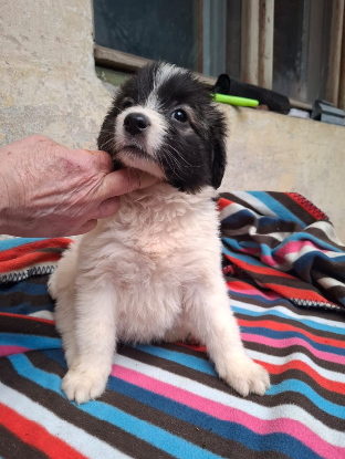 Adopter  chien : Malibu