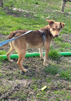 Adopter Tudor