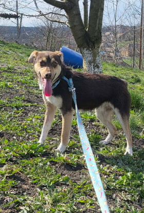 Adopter Timmy
