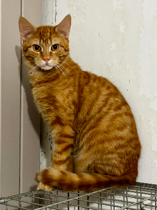 Adopter  chat : Arome