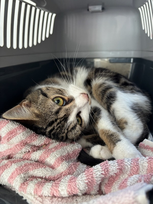 Adopter  chat : Piwi