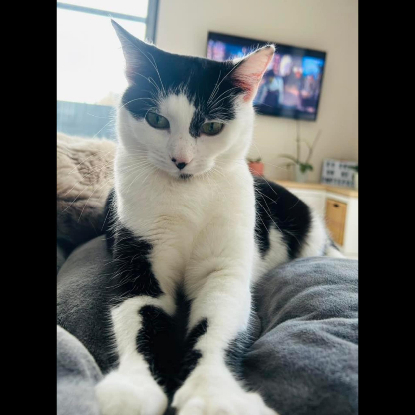 Adopter  chat : NAHLA