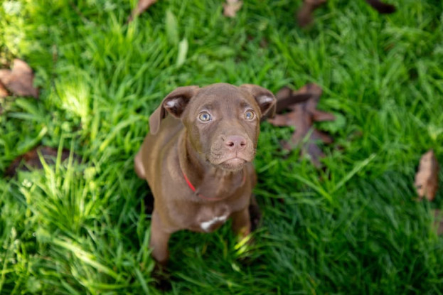 Adopter  chien : DOLY