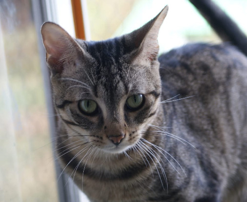 Adopter  chat : LUCIOL