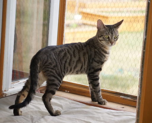 Adopter  chat : GUCCI